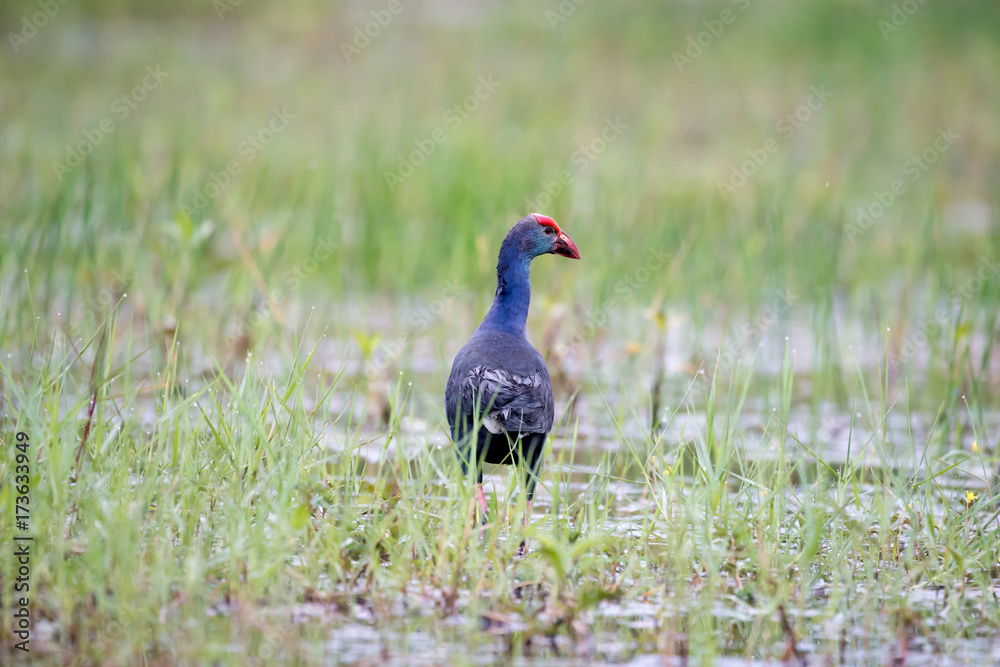 Purple Swamphen in wetlands Thale Noi, one of the country's largest wetlands covering Phatthalung, Nakhon Si Thammarat and Songkhla, South of THAILAND. Purple Swamphen in wetlands Thale Noi, one of the country's largest wetlands covering Phatthalung, Nakhon Si Thammarat and Songkhla, South of THAILAND.