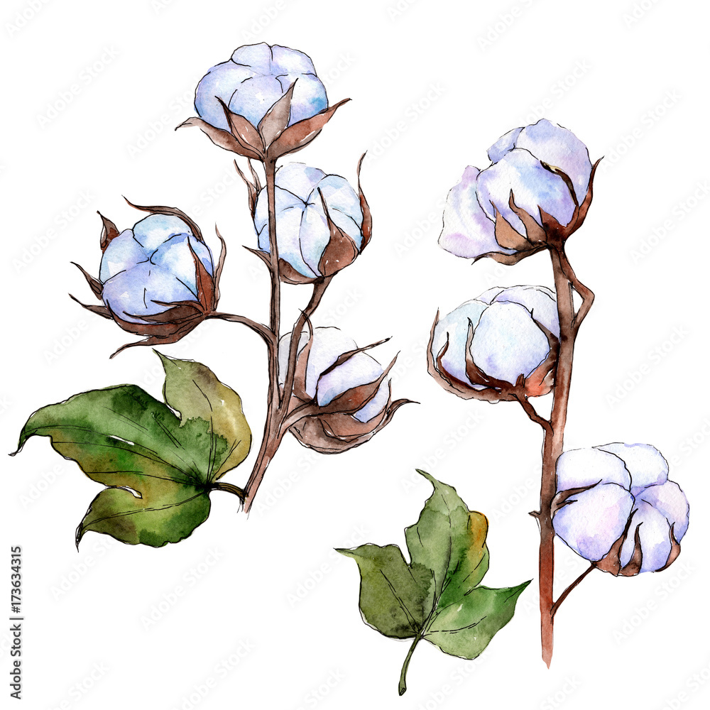 Cotton Plant Painting