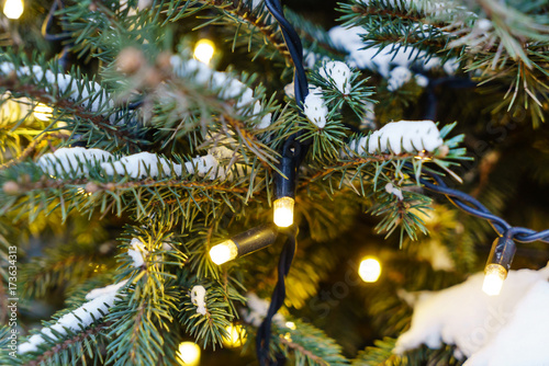 Christmas winter green tree