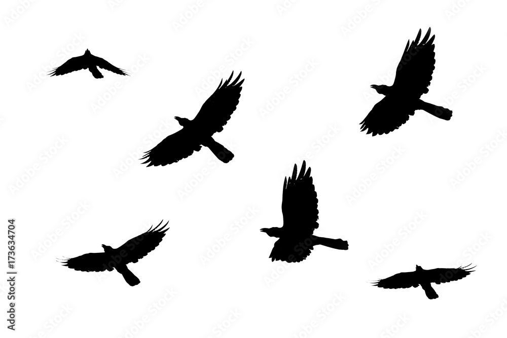 Fototapeta premium silhouettes of flying birds isolated on white background