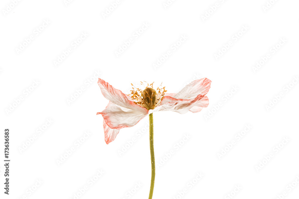 Obraz premium mak na białym tle