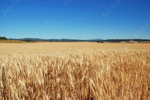 Wheat fields on the Peone Prairie, Spokane County, Washington