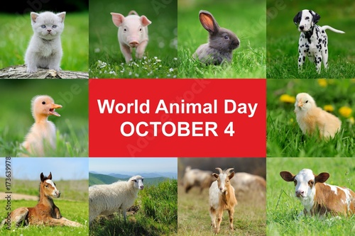 World animal day