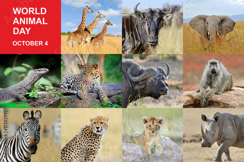 Fototapeta Naklejka Na Ścianę i Meble -  World animal day