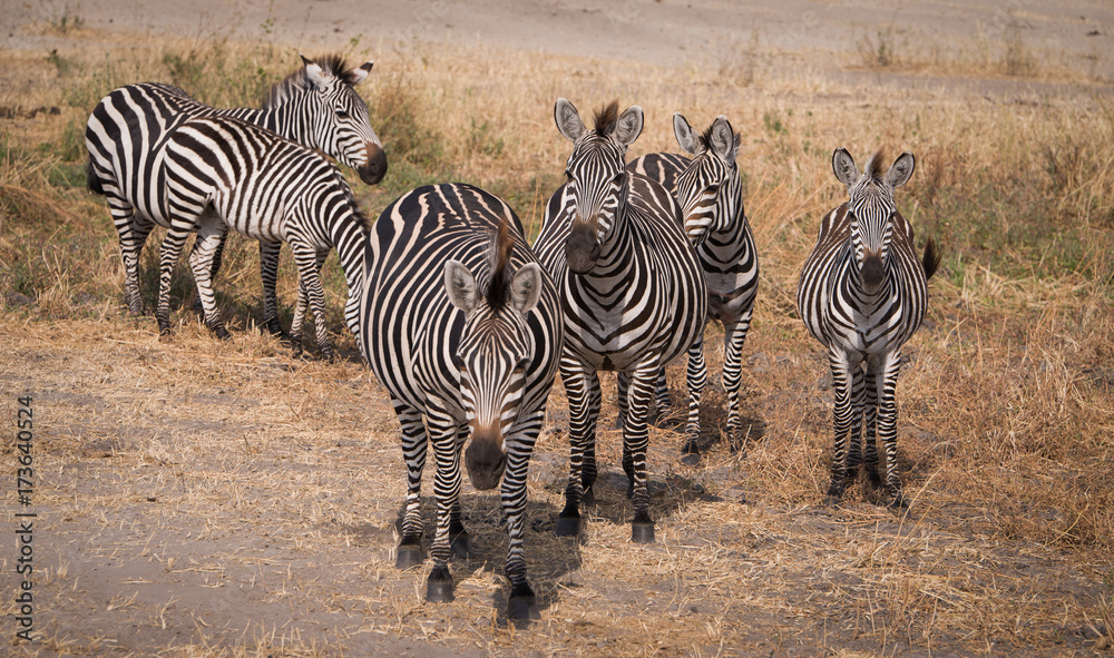 Obraz premium A herd of zebras in Tarangire National park