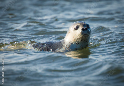 Spotted Seal, Zhupanova River, Russia