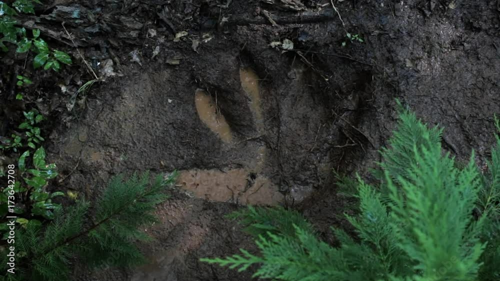 Monster Footstep in Forest Monster Footstep in Forest