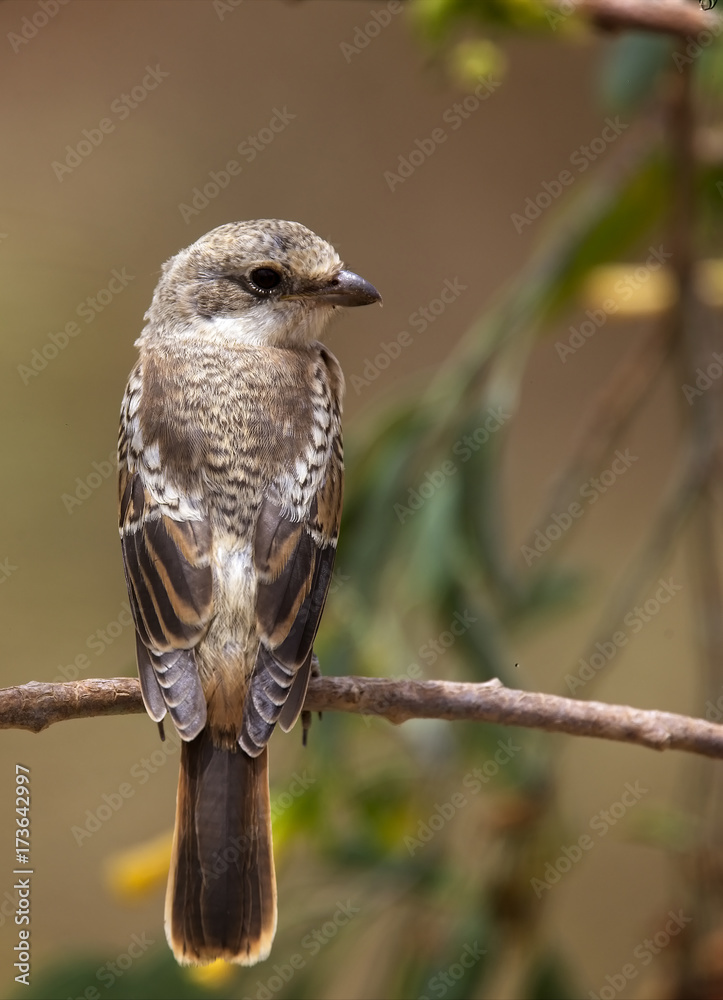 Juvenile Woodchat Shrike (Lanius senator), perched in a tree, Morocco. Juvenile Woodchat Shrike (Lanius senator), perched in a tree, Morocco.