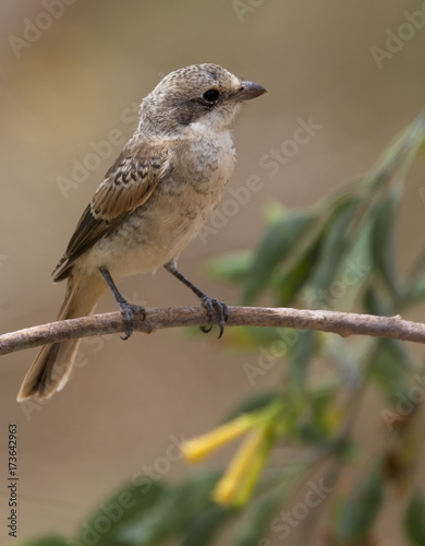 Foto Juvenile Woodchat Shrike (Lanius senator), perched in a tree, Morocco