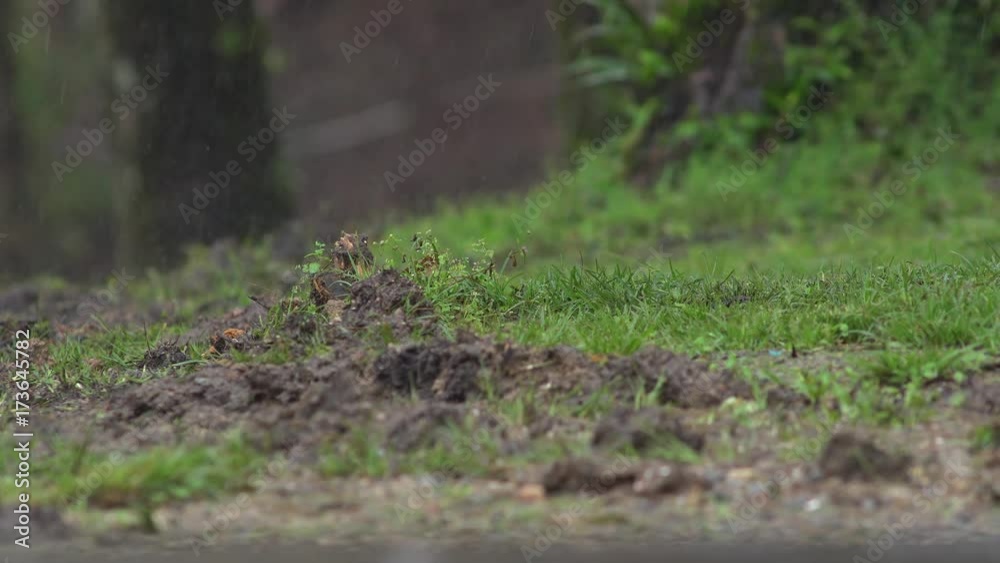 bird flying on the tree slow motion bird flying on the tree slow motion