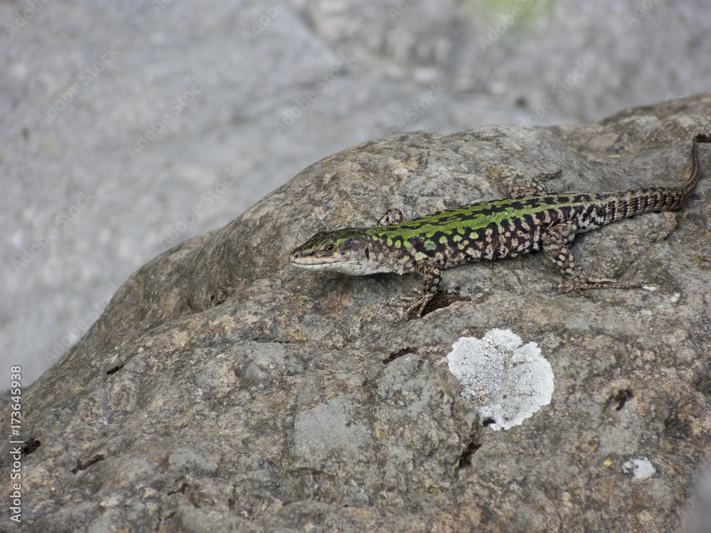 Podarcis siculus campestris Country lizard Podarcis siculus campestris Country lizard