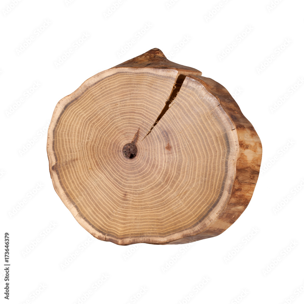 Fototapeta premium Cross-section of a tree on a white background