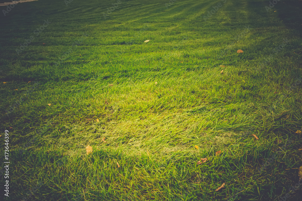 Green Grass Macro Retro