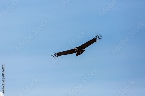 Condor