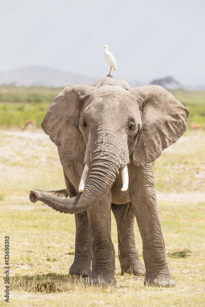 Fototapeta premium Solitary elephant at Amboseli National Park, formerly Maasai Amboseli Game Reserve, is in Kajiado District, Rift Valley Province in Kenya. The ecosystem that spreads across the Kenya-Tanzania border.