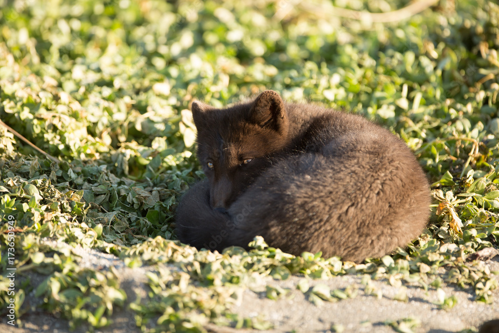Fototapeta premium Young Arctic fox, Russian Far East