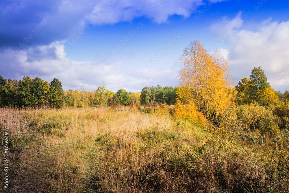 Landscape with yellow trees and grass in autumn
