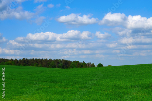 Summer landscape with clouds in the blue sky over the field and forest