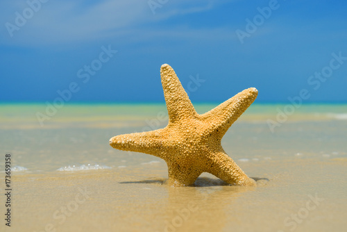 Starfish on the beach on a sunny day