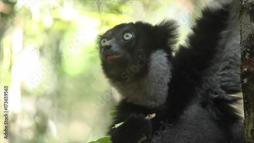 Indri lemur of Babakoto (Indri indi) eats leaves, Madagascar. With sound