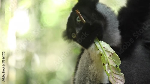 Indri lemur or Babakoto (Indri indri) eats leaves in the forest. With sound