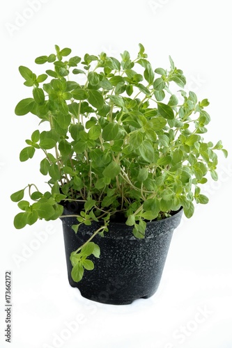 marjoram herb as potted plant photo