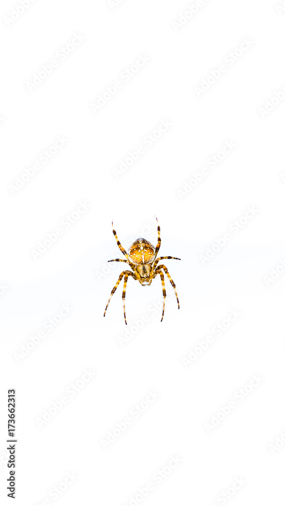 Obraz premium spider isolated on white background