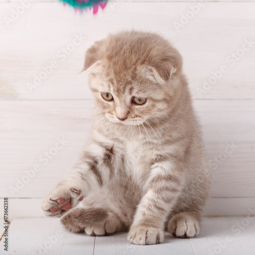 Playful cream color Scottish fold cat portrait.