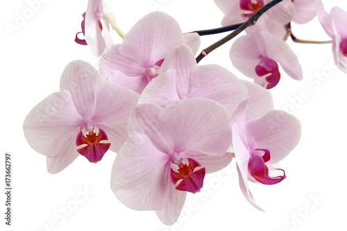 Fototapeta Naklejka Na Ścianę i Meble -  pink orchid flowers closeup