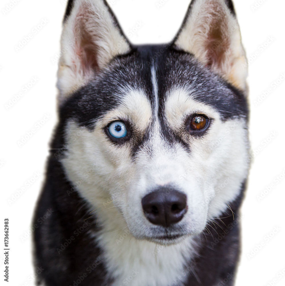 Husky with a blue and brown eye on a white background