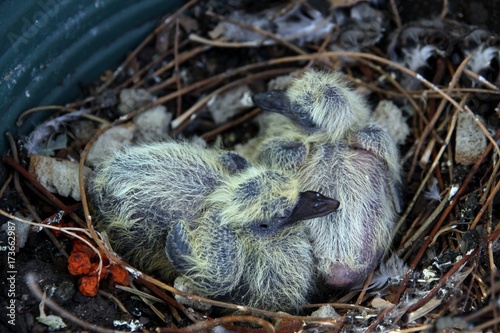very young nestlings of pigeon