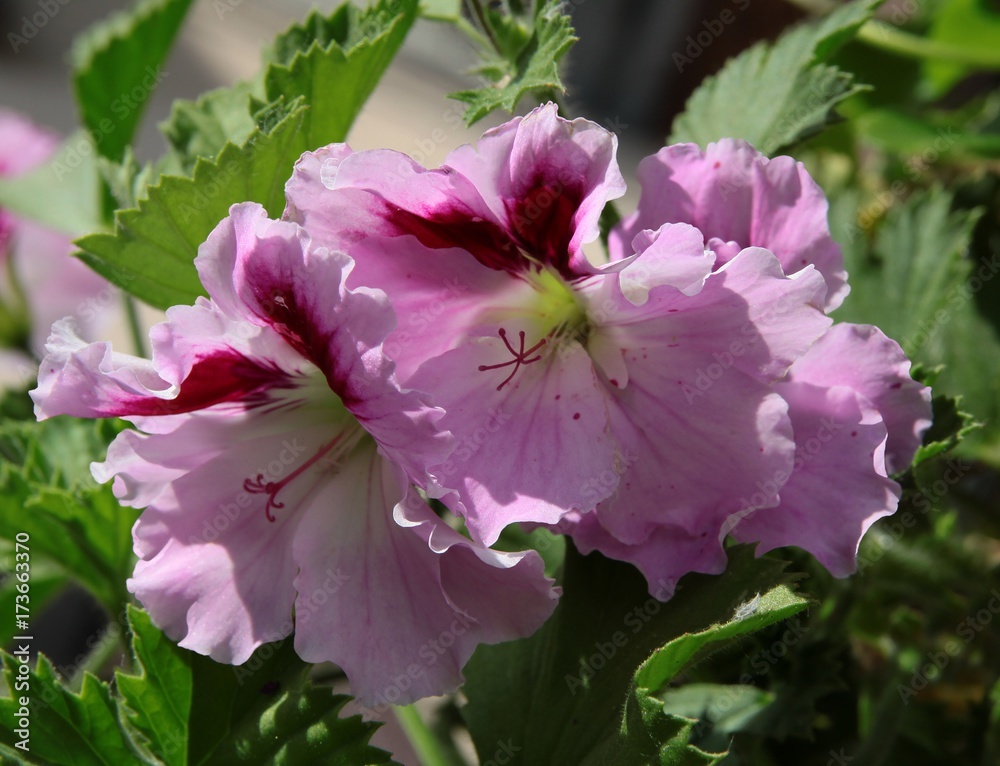 Obraz premium pink and purple flower of geranium potted plant