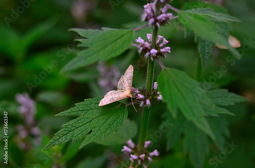 Motherwort (Leonurus cardiaca) with moth. White moth on a flower. Nature background