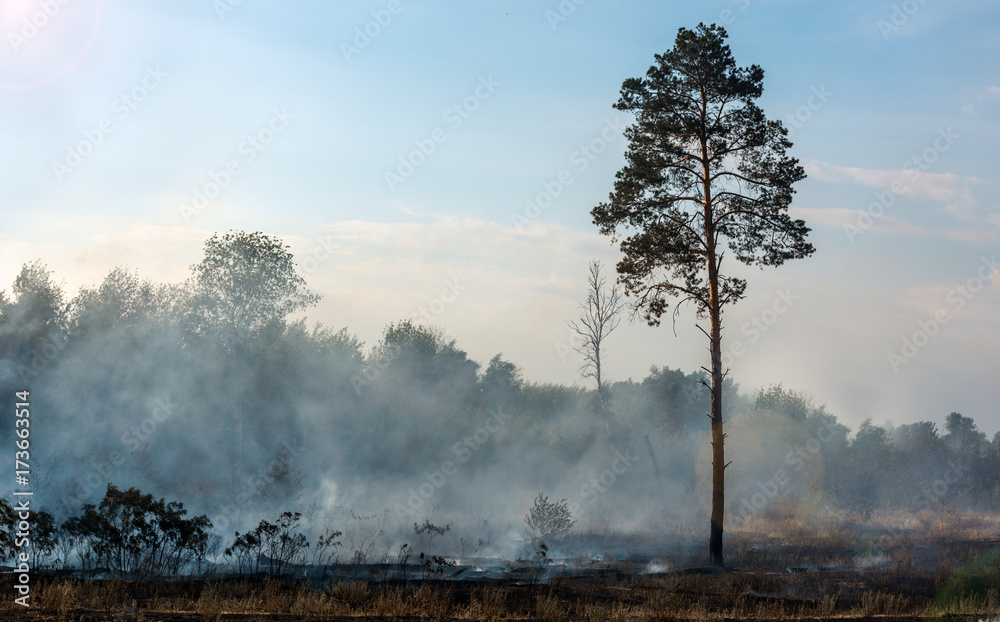 Fototapeta premium after fire