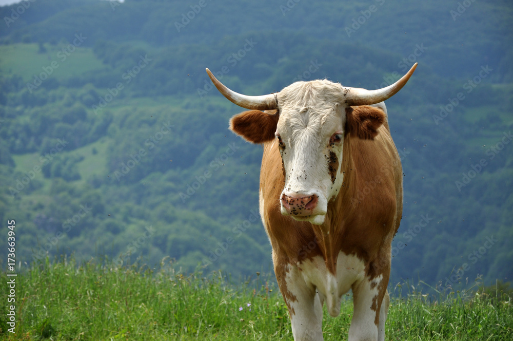 Cow on a farmland
