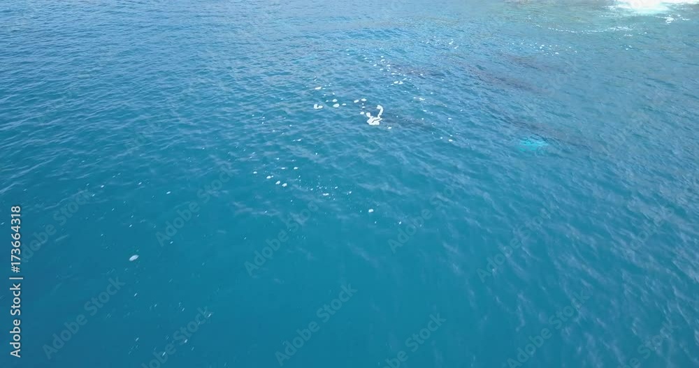 Pod of humpback whales traveling in blue ocean water. Marine animals in nature. Wildlife footage shoot from air Pod of humpback whales traveling in blue ocean water. Marine animals in nature. Wildlife footage shoot from air