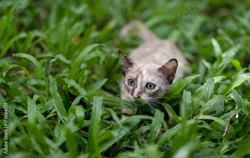 Cat on green grass in garden © Beach boy 2024
