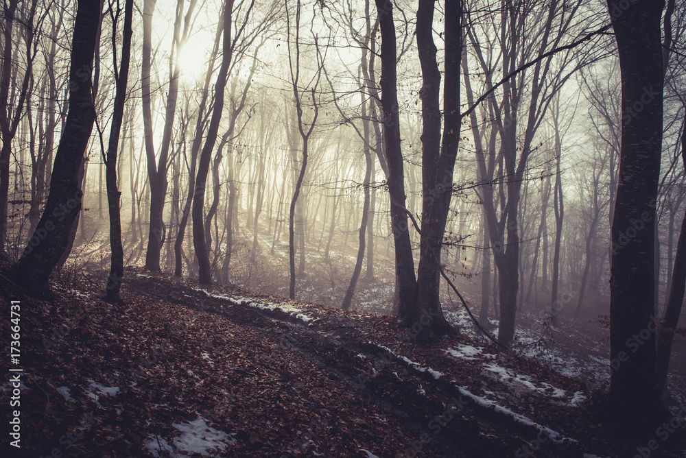 Fototapeta premium Misty morning in a dark autumn forest
