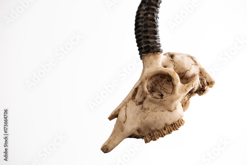 Animal Skull with Horns, on white background