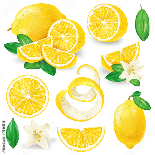 Set of whole, cut in half, sliced on pieces fresh lemons, leaves and flowers, twisted lemon peel hand drawn vector illustration isolated on white background. Vibrant juicy ripe citrus fruit collection