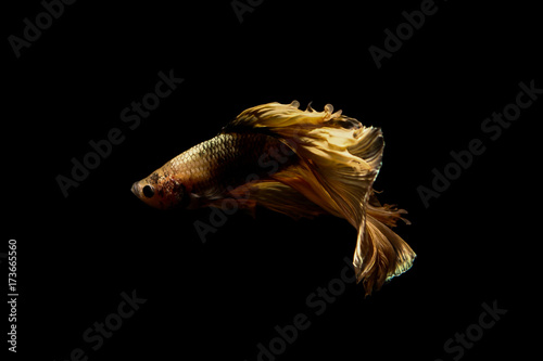 betta fish, siamese fighting fish in thailand isolated on black background