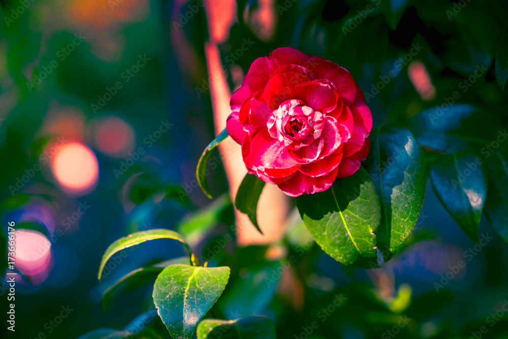 Obraz premium Camellia flower on dark green leaves in dramatic lighting