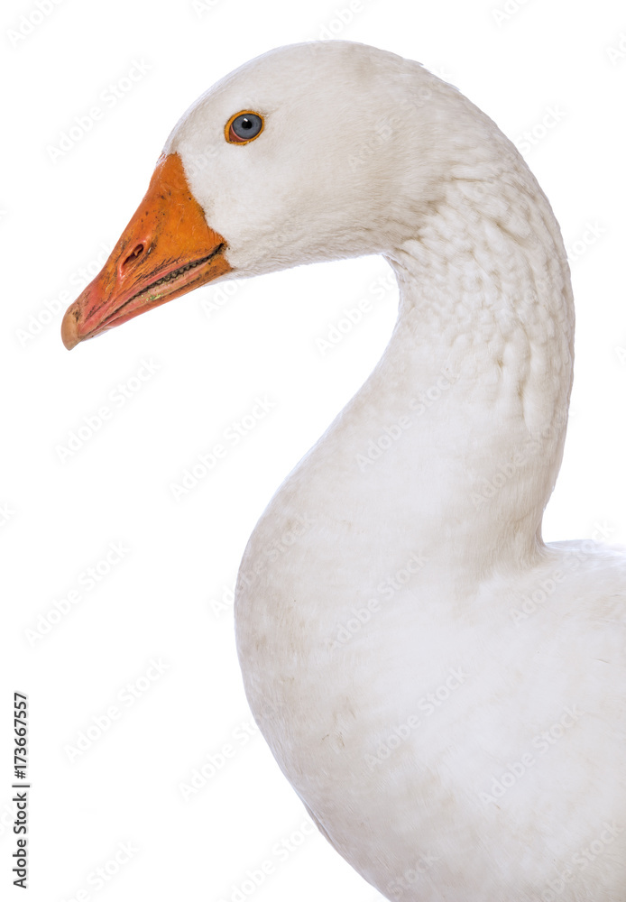 white goose (Anser anser domesticus) isolated on a white background white goose (Anser anser domesticus) isolated on a white background