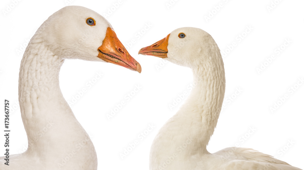 white goose (Anser anser domesticus) isolated on a white background white goose (Anser anser domesticus) isolated on a white background