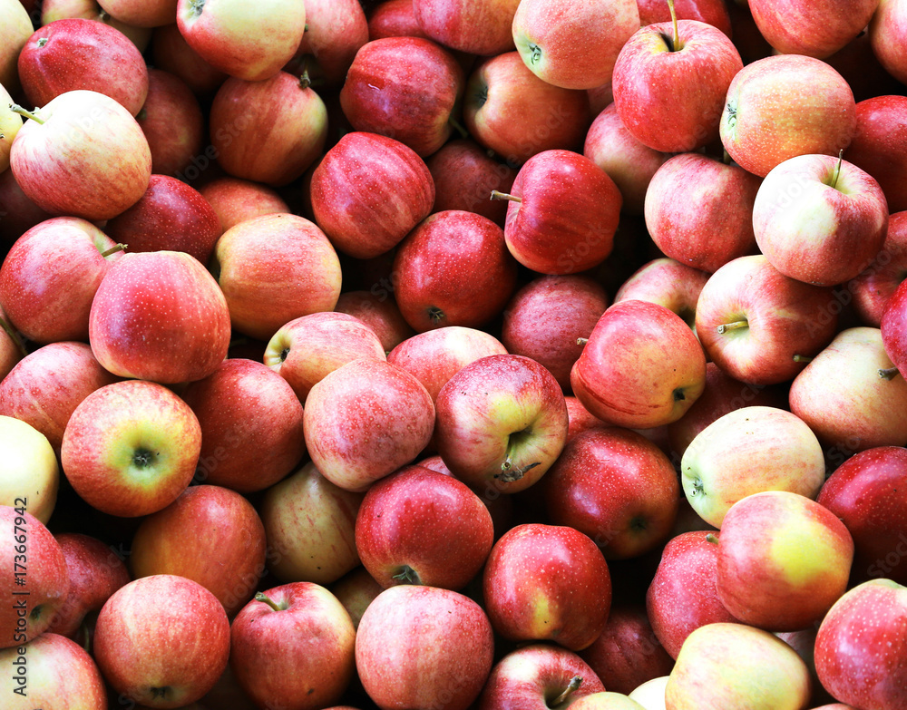 red apples just picked ready to be eaten red apples just picked ready to be eaten