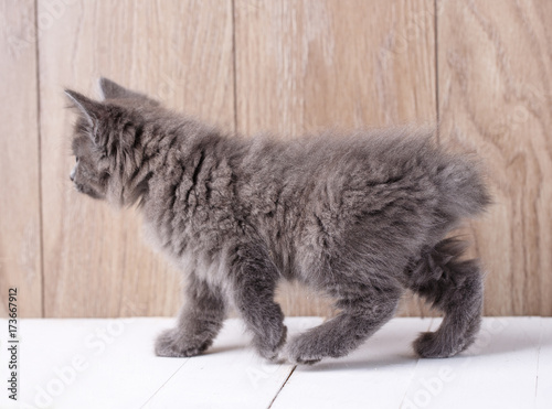 Obraz na plátně Funny american bobtail cat