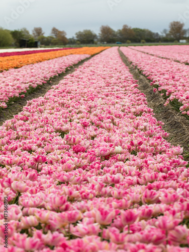 Tulip fields of the Bollenstreek, South Holland, Netherlands photo