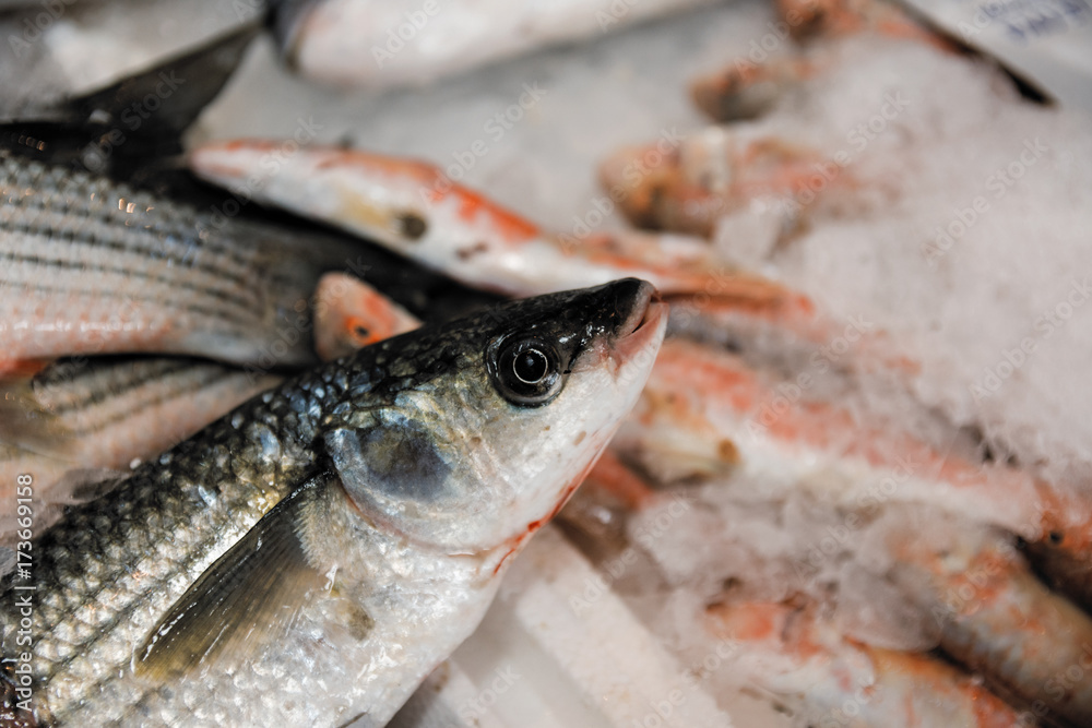 Close-Up Of Freshly Caught European Sea Bass Or Dicentrarchus Labrax On Ice For Sale In The Greek Fish Market Close-Up Of Freshly Caught European Sea Bass Or Dicentrarchus Labrax On Ice For Sale In The Greek Fish Market