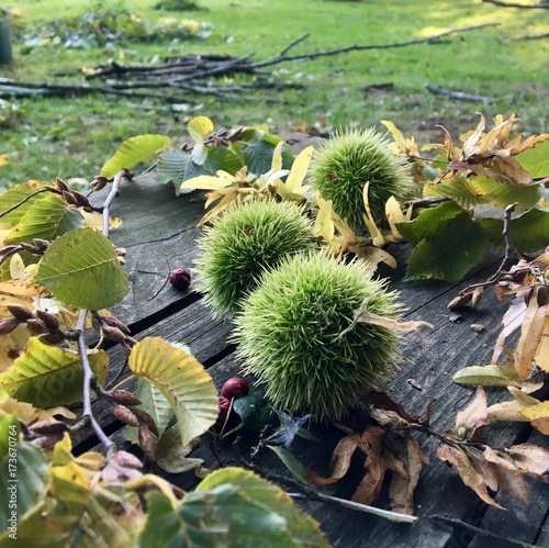 Jardin en automne  detente