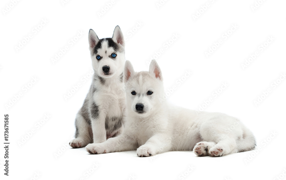Two cute little Siberian husky puppies isolated on white. Two cute little Siberian husky puppies isolated on white.